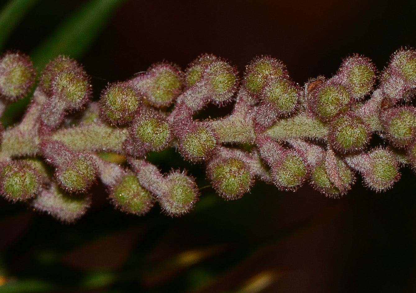 Изображение особи Grevillea banksii.