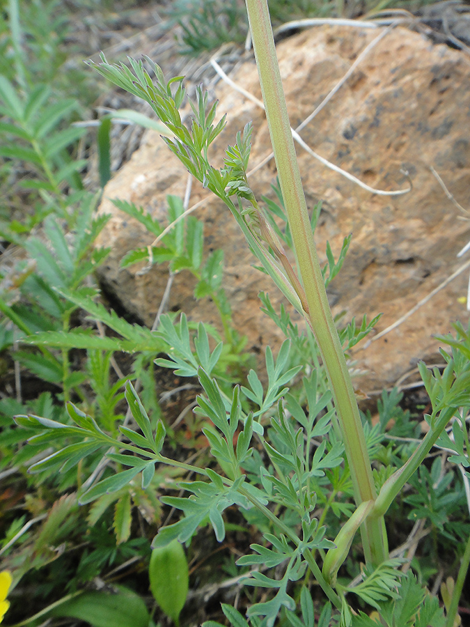 Image of Corydalis sibirica specimen.