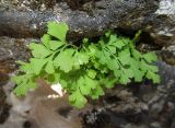 Asplenium haussknechtii