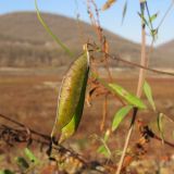 Vicia biennis