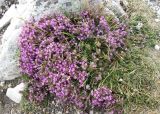 genus Thymus. Цветущее растение. Франция, Западная Бретань, мыс Пен-Ир (Pen-Hir). 25.07.2013.