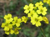 Draba sibirica. Цветки. Окр. Томска, опушка соснового леса. 15.05.2009.