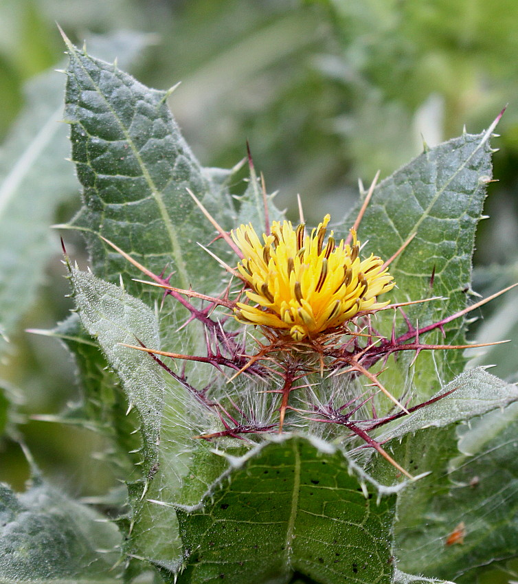 Image of Centaurea benedicta specimen.