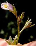 Mazus pumilus