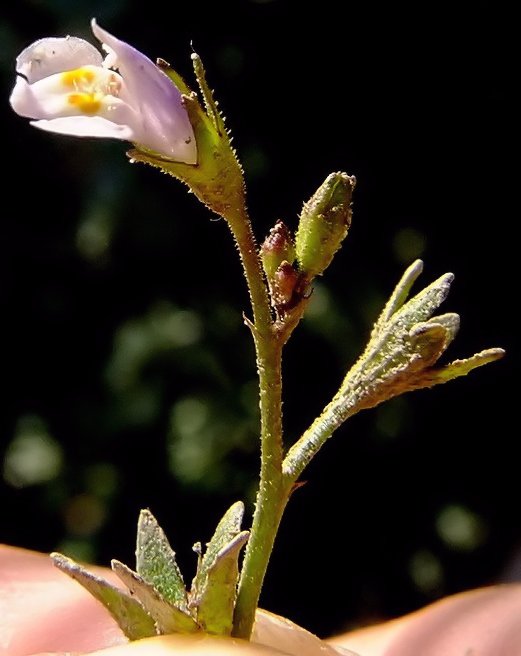 Image of Mazus pumilus specimen.