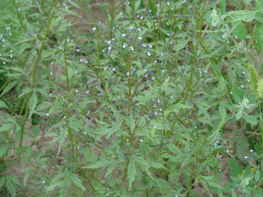 Изображение особи Amethystea caerulea.