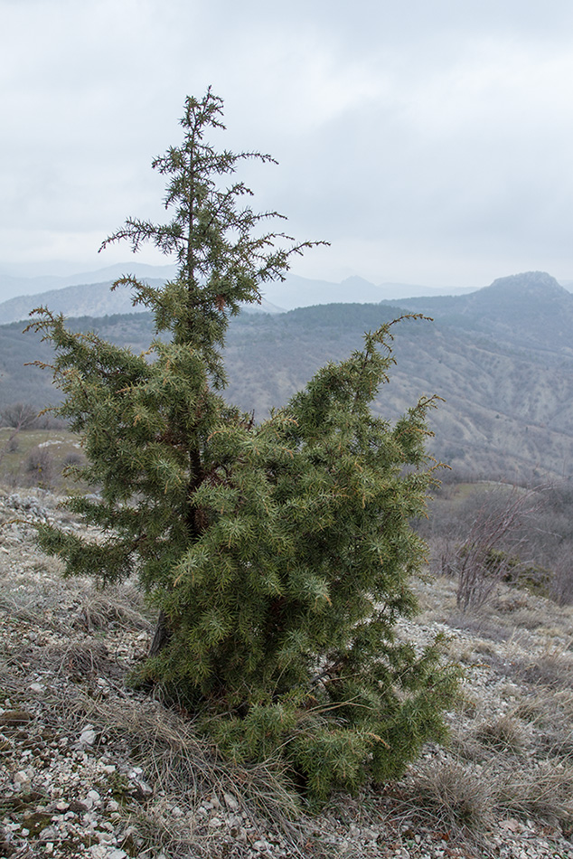 Изображение особи Juniperus deltoides.