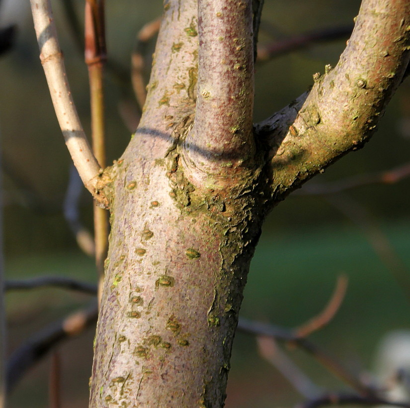 Image of Viburnum lentago specimen.