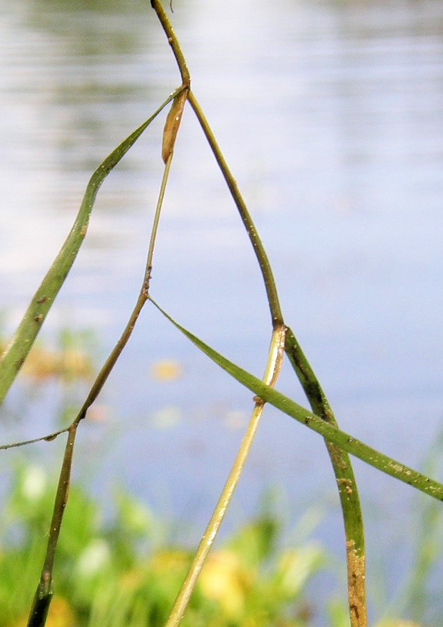 Image of Potamogeton compressus specimen.