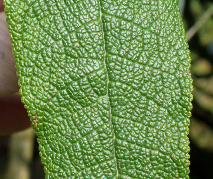 Image of Buddleja globosa specimen.
