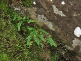 Asplenium viride. Растения между камнями. Украина, Закарпатская область, Украинские Карпаты, хребет Черногора, г. Шешул. Июль 2007 г.