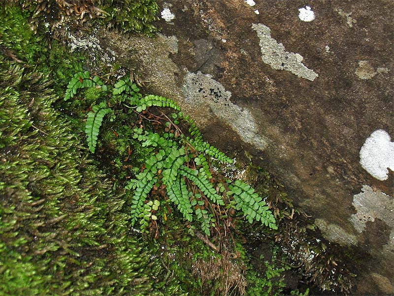 Изображение особи Asplenium viride.