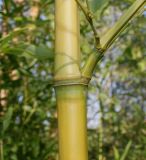 Phyllostachys viridi-glaucescens. Средняя часть ствола с основанием ветки. Германия, г. Дюссельдорф, Ботанический сад университета. 10.03.2014.