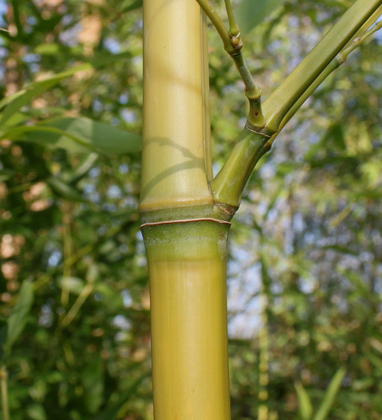 Image of Phyllostachys viridi-glaucescens specimen.