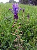 Leopoldia comosa. Соцветие. Греция, п-ов Пелопоннес, окр. г. Катаколо. 11.04.2014.