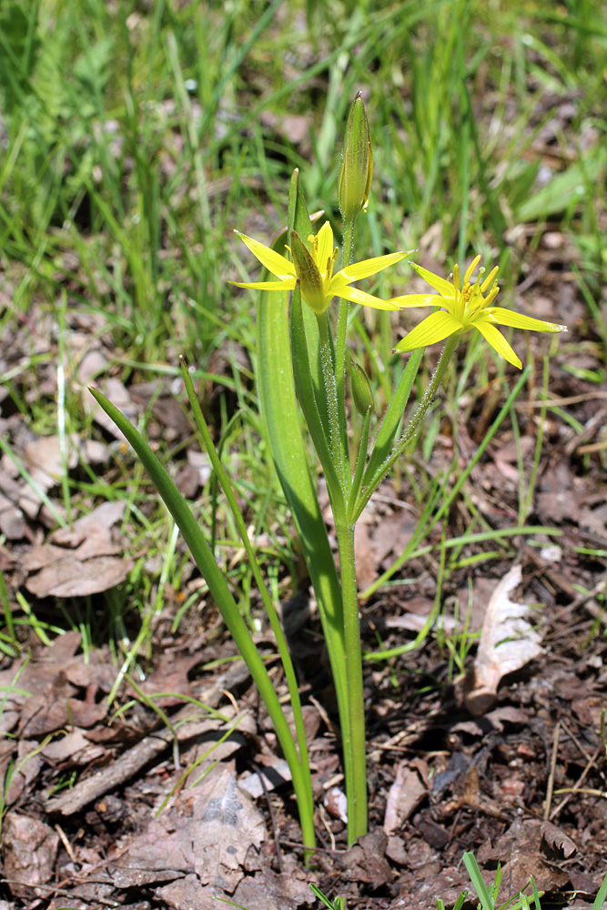 Image of Gagea vegeta specimen.