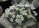 Saxifraga burseriana