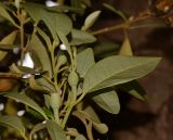 Lagunaria patersonia. Верхушка побега с бутонами. Израиль, Шарон, пос. Кфар Шмариягу, в культуре. 06.05.2014.