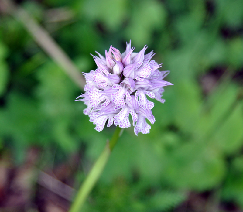 Image of Neotinea tridentata specimen.