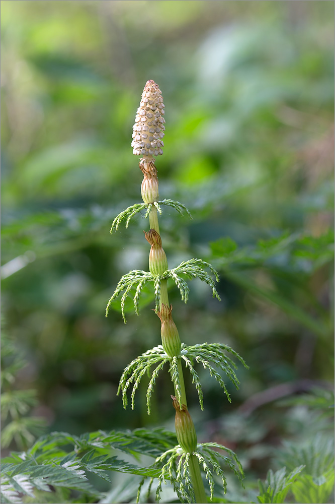 Изображение особи Equisetum sylvaticum.