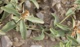 Centaurea pallescens