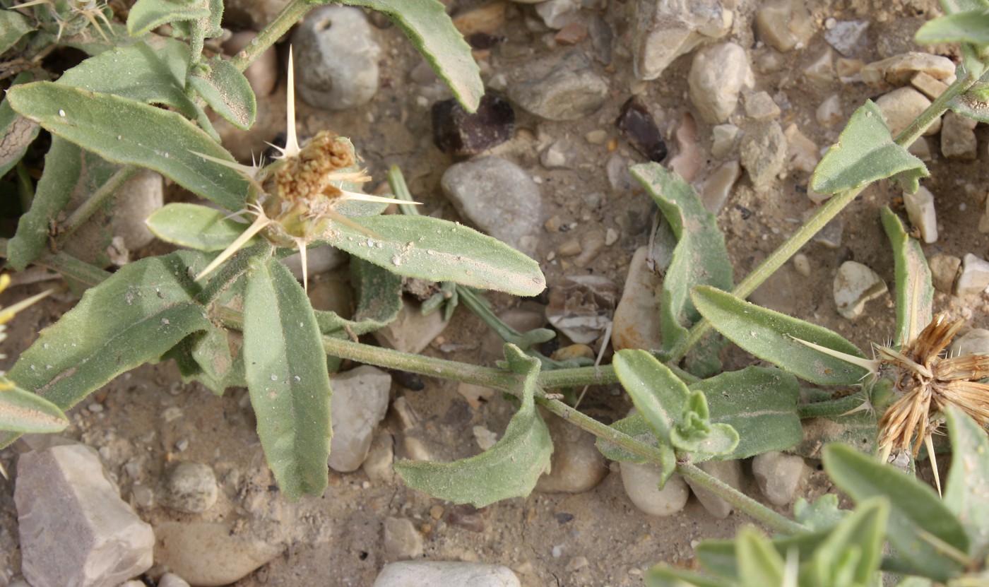 Image of Centaurea pallescens specimen.