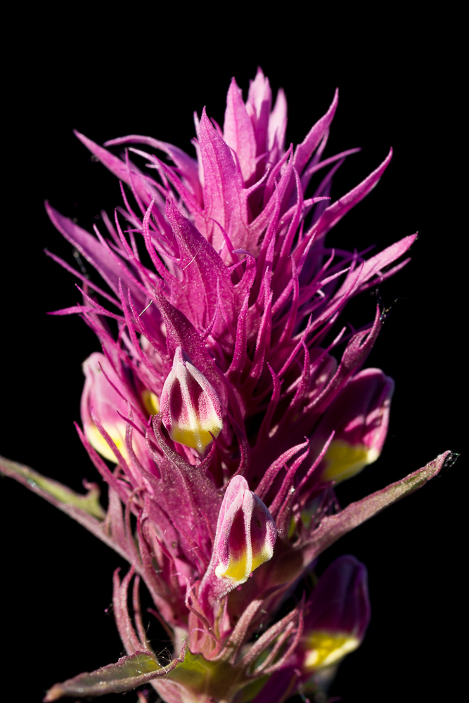 Image of Melampyrum arvense specimen.