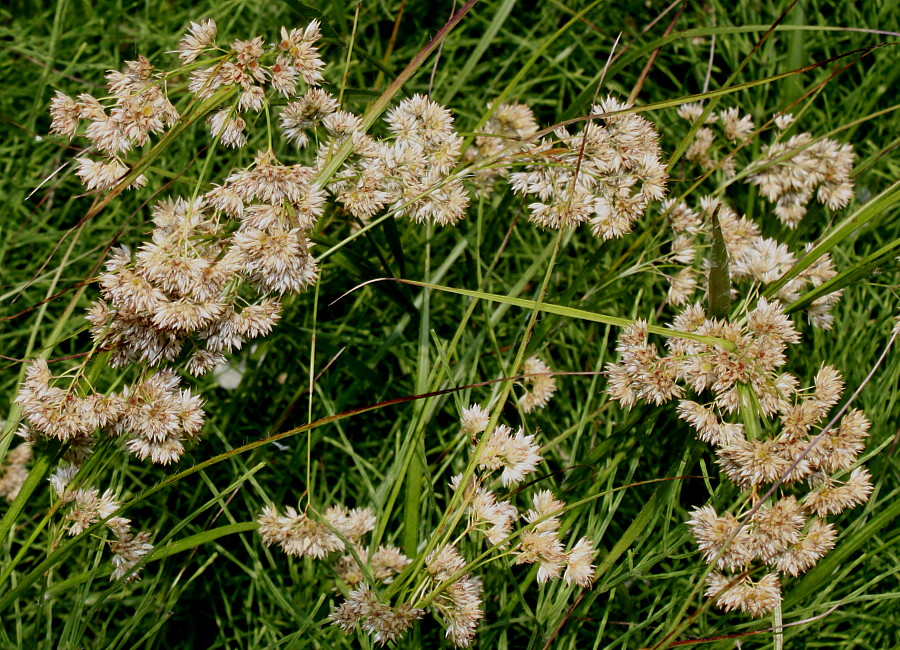 Image of Luzula nivea specimen.