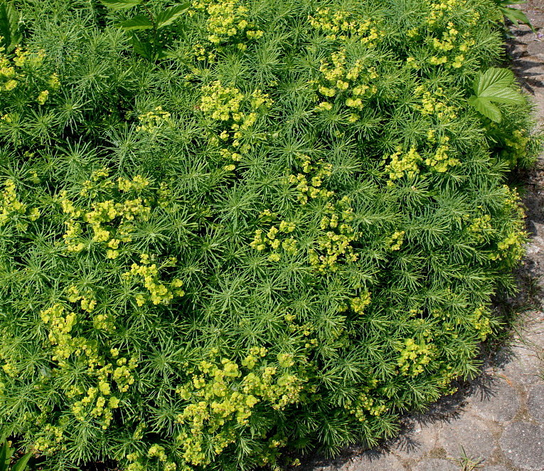 Изображение особи Euphorbia cyparissias.