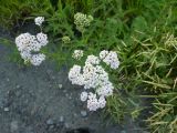 Achillea asiatica