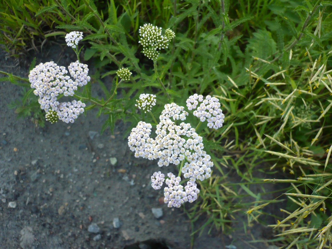 Image of Achillea asiatica specimen.