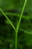 Truellum dissitiflorum