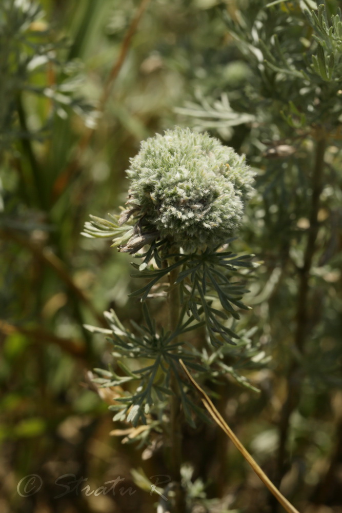 Image of Artemisia austriaca specimen.