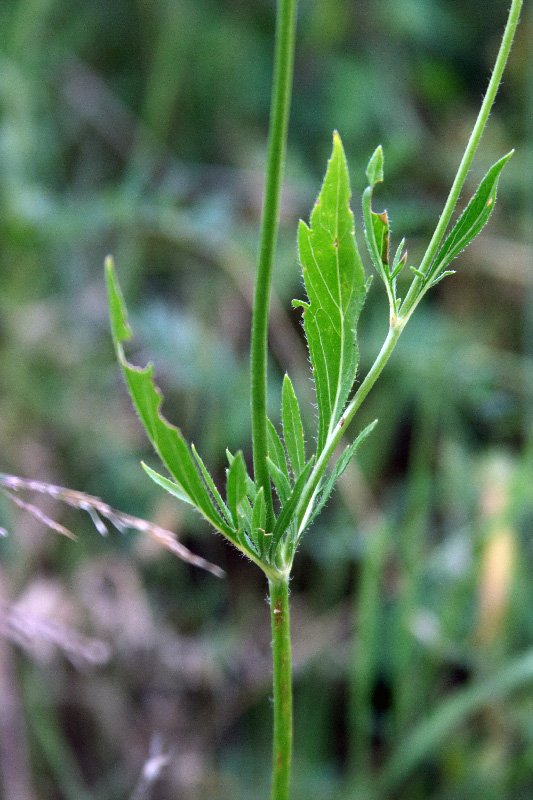 Image of Lomelosia songarica specimen.
