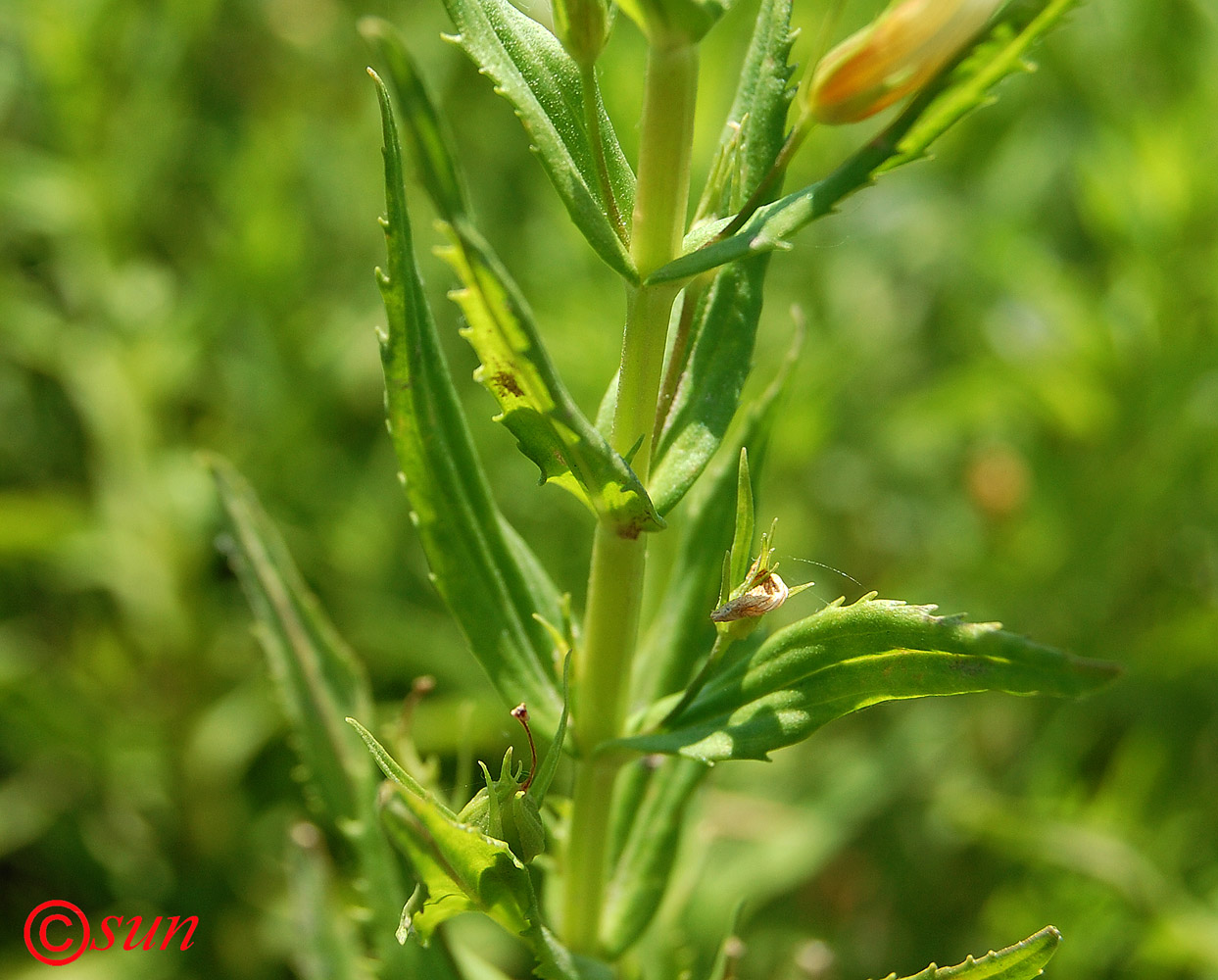 Изображение особи Gratiola officinalis.