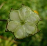 Image of taxon representative. Author is Евгений Носиков