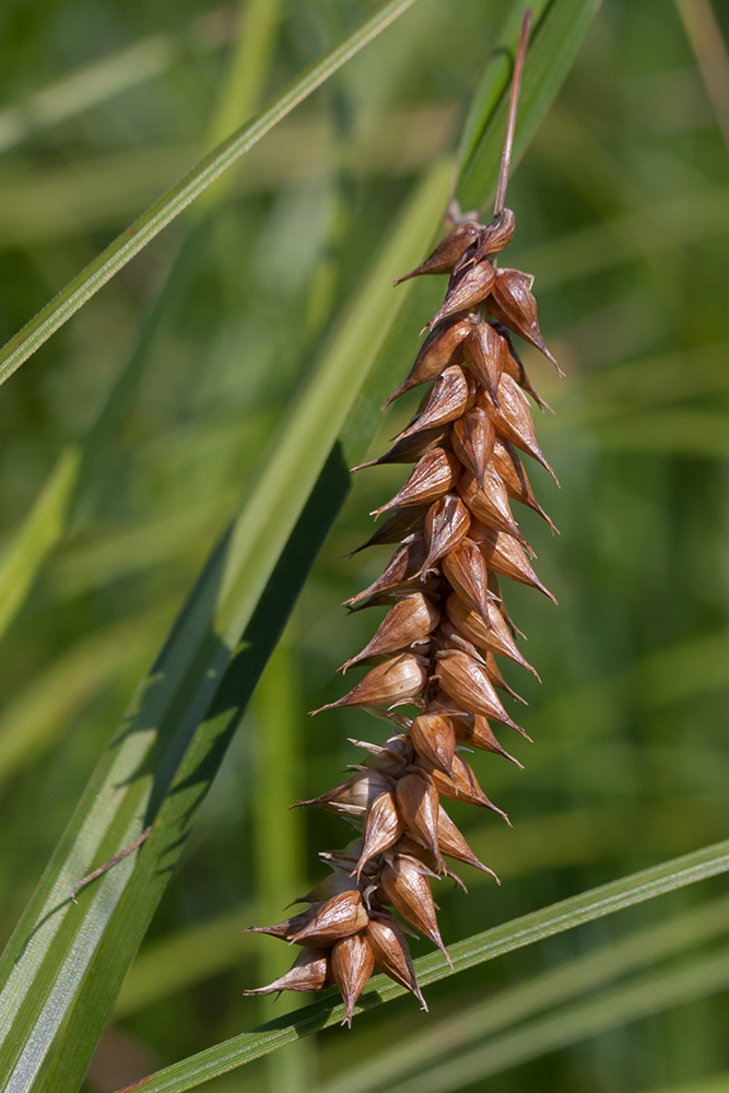 Image of Carex vesicaria specimen.