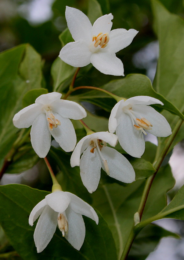 Image of Halesia carolina specimen.