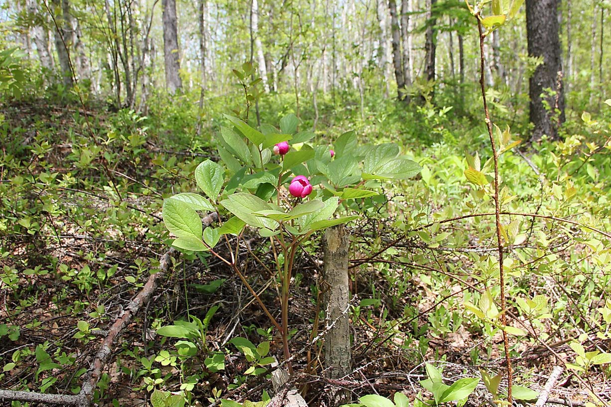 Изображение особи Paeonia obovata.