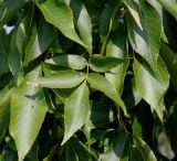 Carya ovata