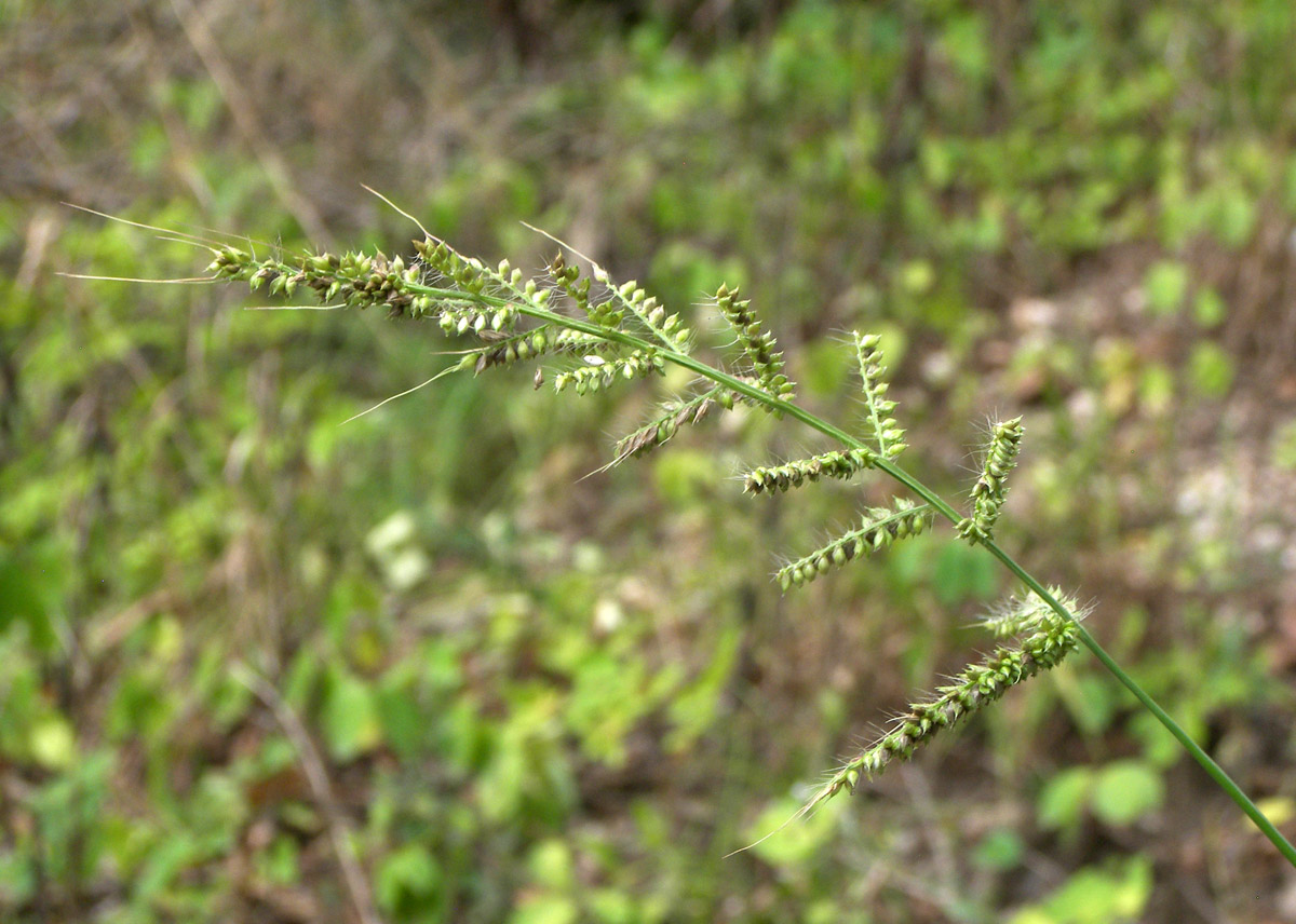 Изображение особи Echinochloa crus-galli.