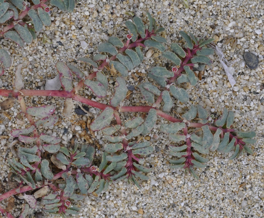 Image of Euphorbia peplis specimen.