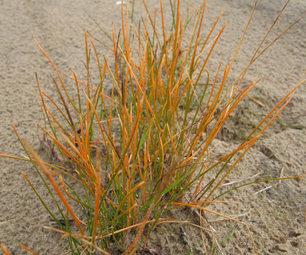 Image of Eleocharis uniglumis specimen.