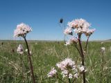 Valeriana dubia