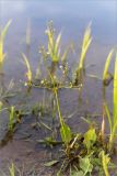 Alisma plantago-aquatica. Цветущее растение. Ленинградская обл., Кургальский заказник, берег Финского залива, мелководье. 16.08.2014.