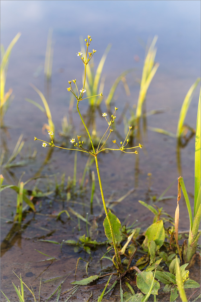 Изображение особи Alisma plantago-aquatica.