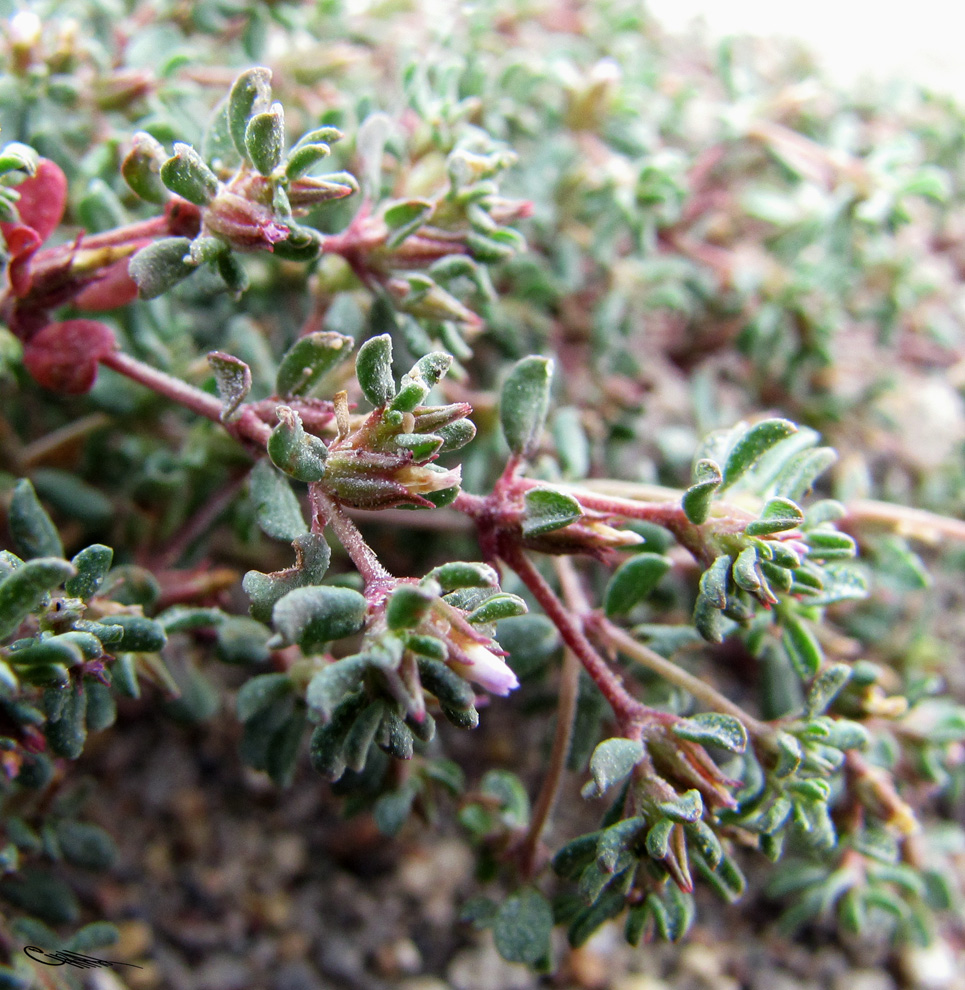 Image of Frankenia pulverulenta specimen.