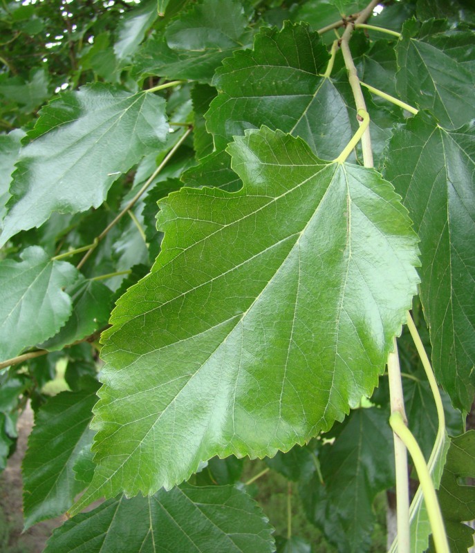 Image of Morus alba specimen.