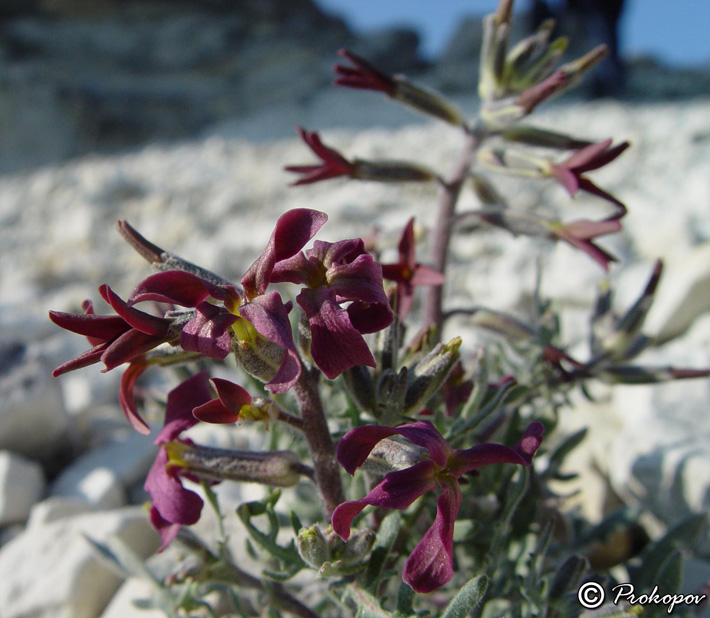 Image of Matthiola odoratissima specimen.