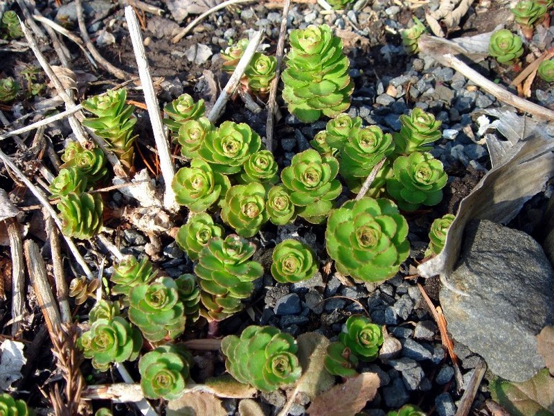 Image of Aizopsis kamtschatica specimen.